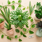 Cele mai bune 12 plante de apartament 2026: Top recomandări rezistente, decorative și ușor de îngrijit